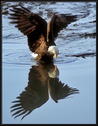 EagleEye